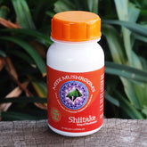 Medi Mushrooms Shiitake - King of Mushrooms 60