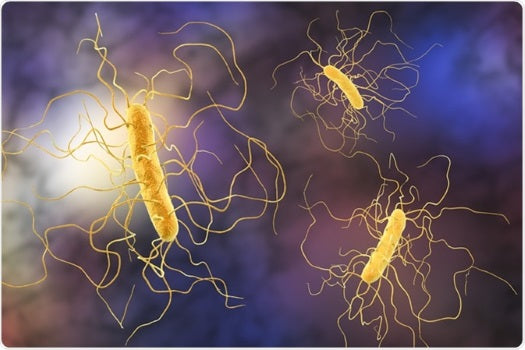 Clostridium difficile