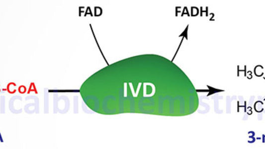 Isovaleric acidaemia